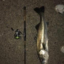 サヨリパターン