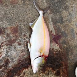 某有名漁港にて！ショアジギング！