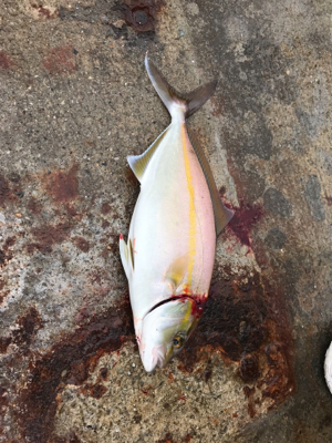 某有名漁港にて！ショアジギング！