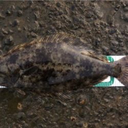 秋田港シーバスゲーム