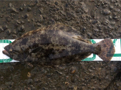 秋田港シーバスゲーム