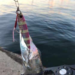 今週もタチウオ調査