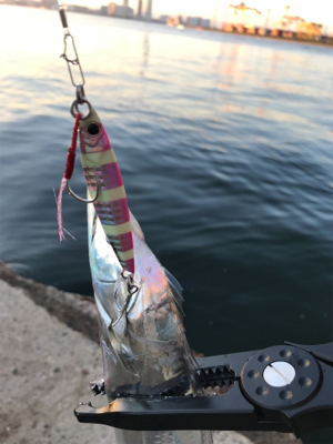 今週もタチウオ調査