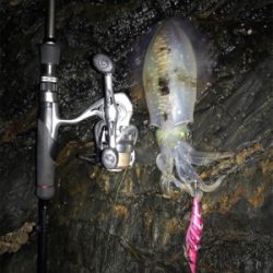 今年初エギング