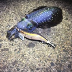 春の様なコンディション