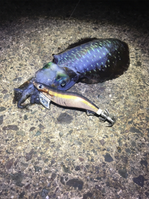 春の様なコンディション