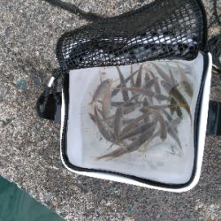 ぶっこみ飲ませ不発