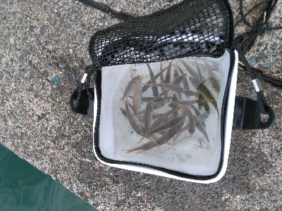 ぶっこみ飲ませ不発