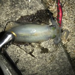 ナイトエギング