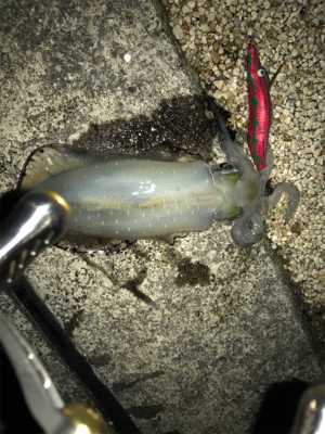 ナイトエギング