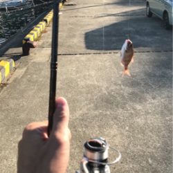 島でのライトゲーム