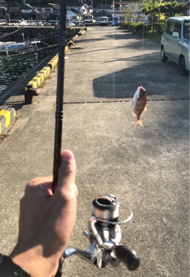 島でのライトゲーム