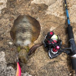 しまなみエギング ドリフト練習