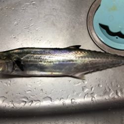 ワインド天国からのサゴシラッシュ