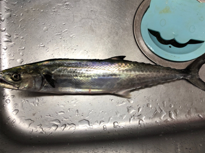 ワインド天国からのサゴシラッシュ