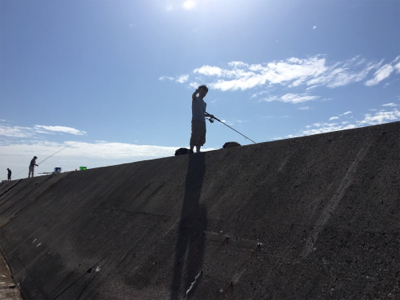 なんとかサゴシ ゲット!