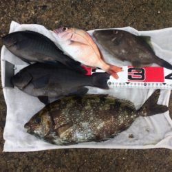 フカセ練@垂水一文字