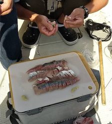 仙台湾大根付近 プライベートボート