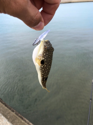 エギングのつもりのが…