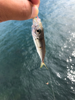 青物、タチウオ、シーバス狙い