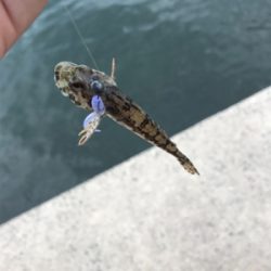 アオリイカを求めて②