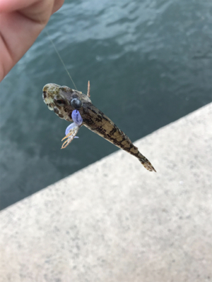 アオリイカを求めて②