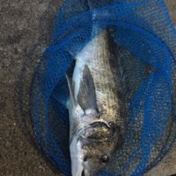 アオリ時々チヌ？