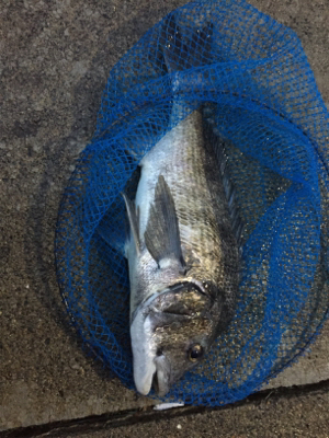 アオリ時々チヌ？