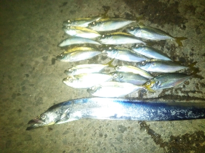 タチウオ不発！