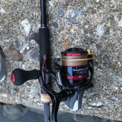 アオリイカ釣果