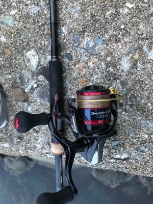 アオリイカ釣果