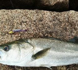 水道で出ました。