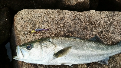 水道で出ました。