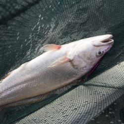 レンタルボートてイシモチ2匹