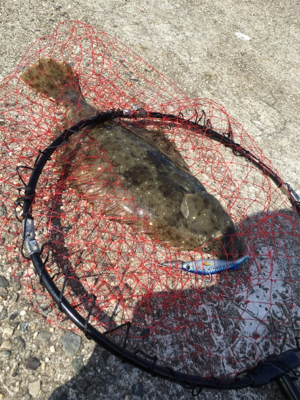 ヒラメ釣れたー