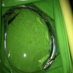 今年は太刀魚の当り年❗️