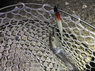 取れないアタリ多い。