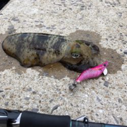 秋イカを求めて