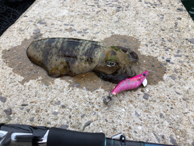 秋イカを求めて