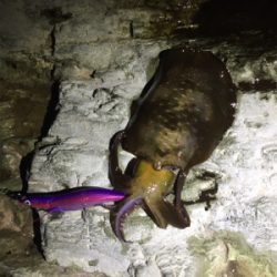 久しぶりのイカ