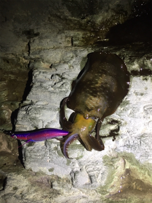 久しぶりのイカ