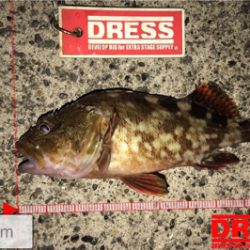 昨日の再現を…