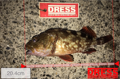 昨日の再現を…