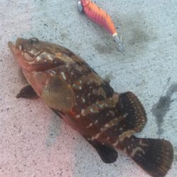 朝まずめアオリイカゲーム☆GUNNING-STYLE