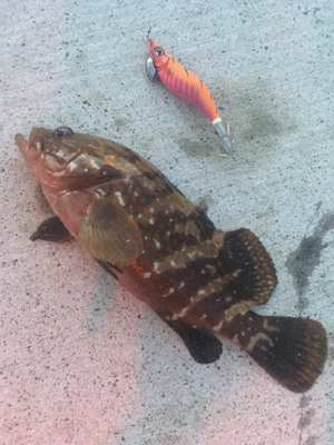 朝まずめアオリイカゲーム☆GUNNING-STYLE