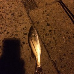 セイゴパターン