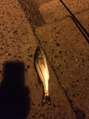 セイゴパターン