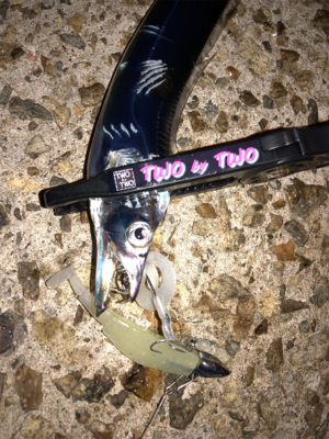 今年初のエギング&ワインド