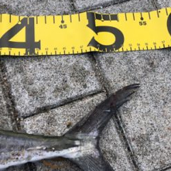 今年初のワインド