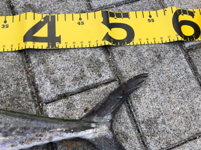 今年初のワインド